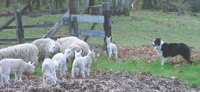 Tending the Flock BC and Ewes with Lambs